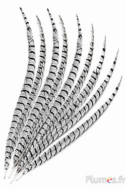 Fagiano Lady Armherst - 75-85 cm - naturale